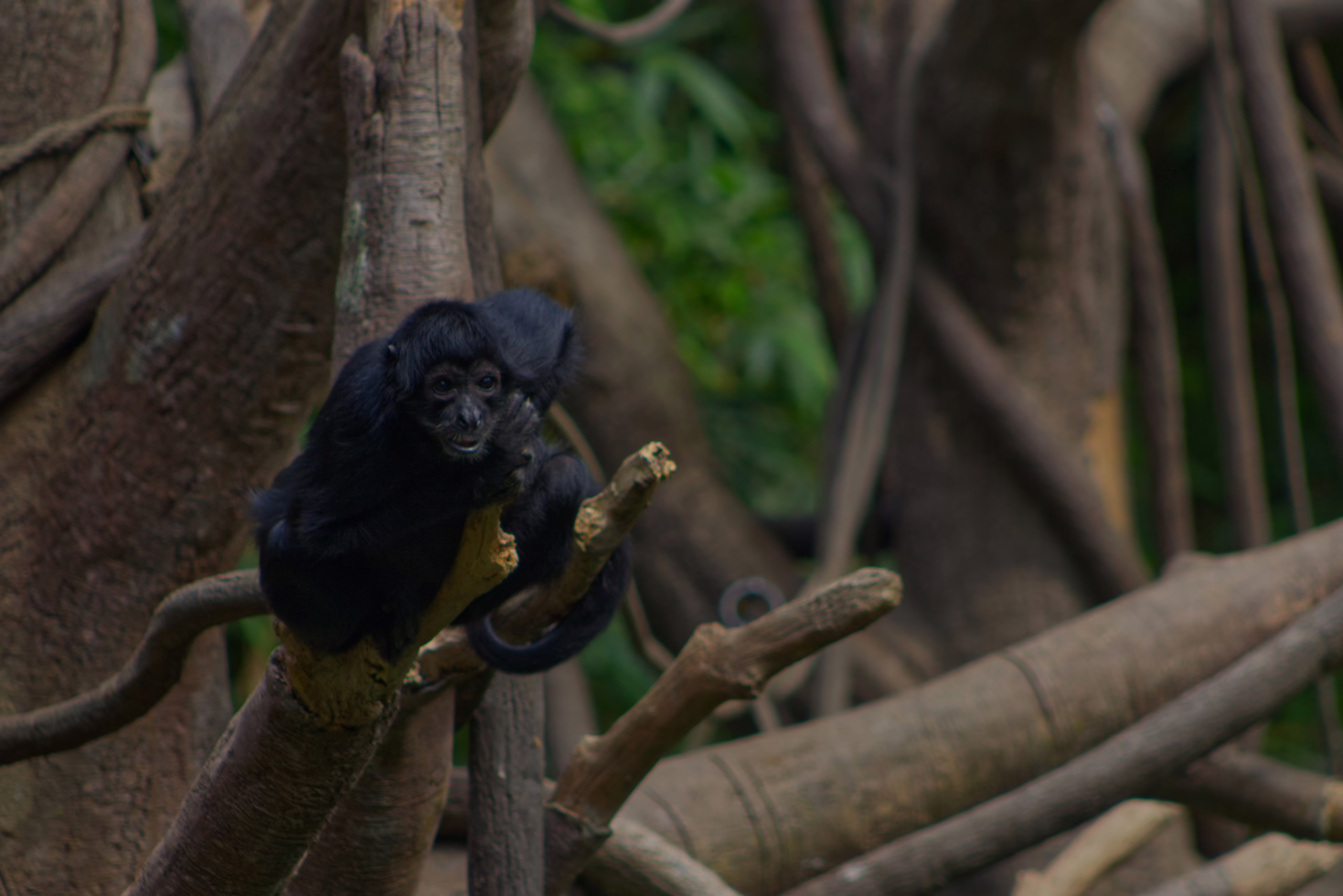 A small, black spider monkey looks directly at the camera while perched on a thick vine in a lush, wooded habitat.