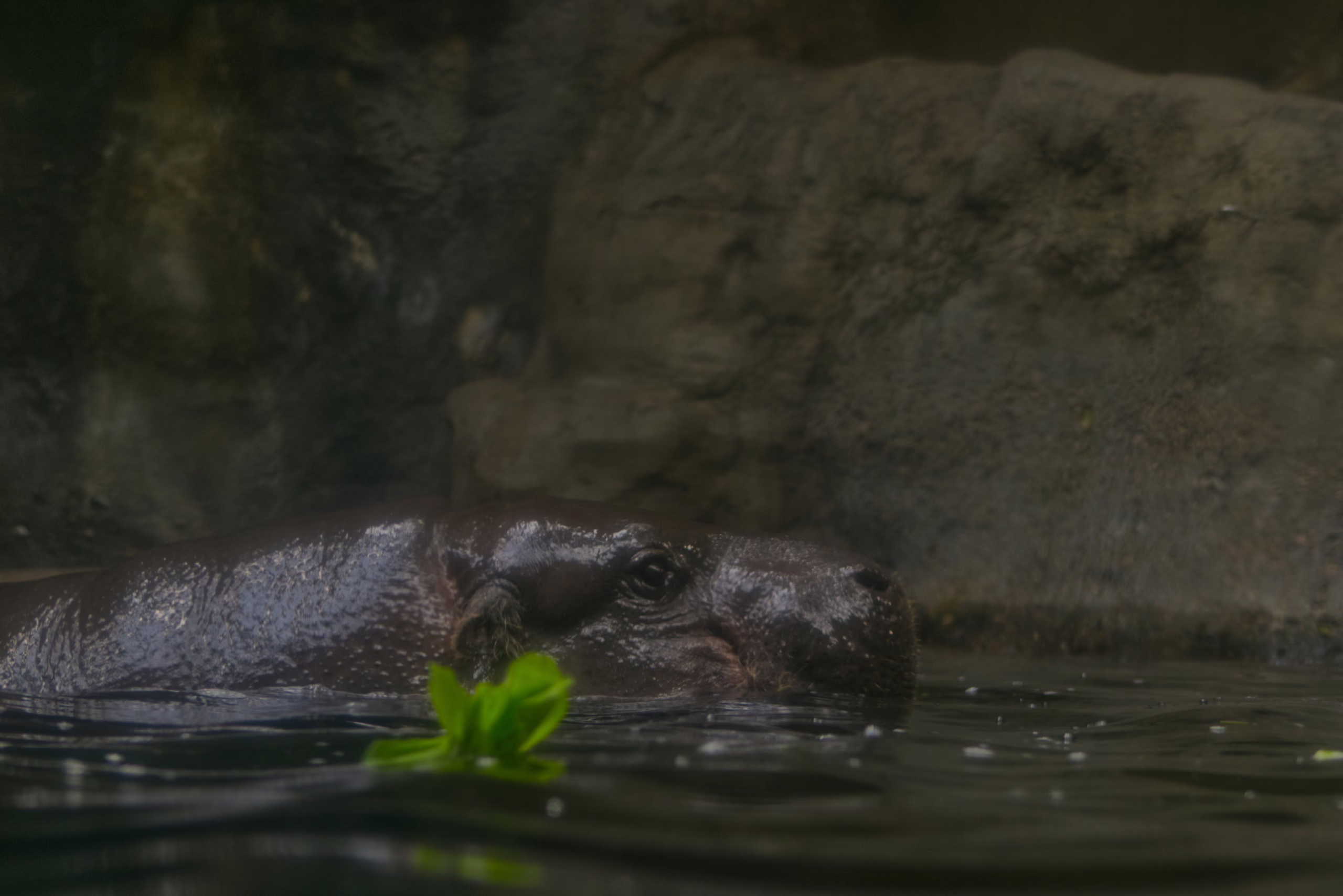 The head of a pygmy hippopotamus emerges from dark water, its eyes and ears just above the surface, with a small green leaf floating nearby.