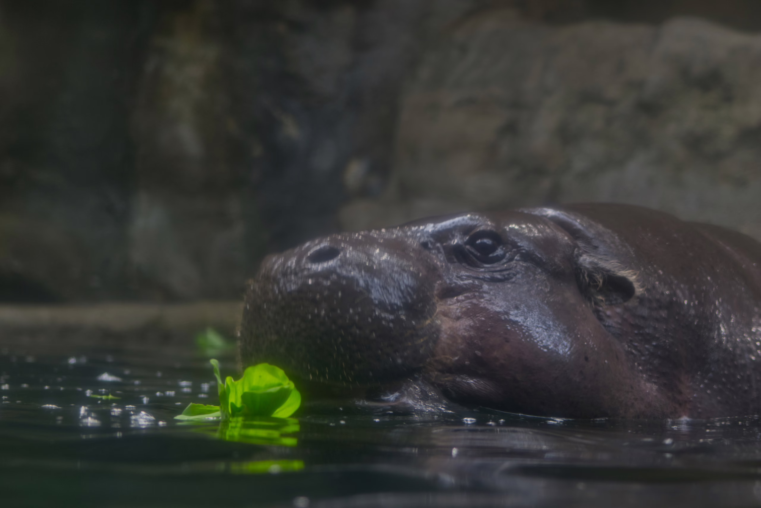 A close-up of a pygmy hippopotamus in the water, with its snout and eyes visible as it nibbles on a piece of floating greenery.